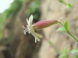 Silene pygmaea. Цветок (вид сбоку). Кабардино-Балкария, Эльбрусский р-н, окр. с. Нейтрино, ок. 1900 м н.у.м., скала. 08.07.2020.