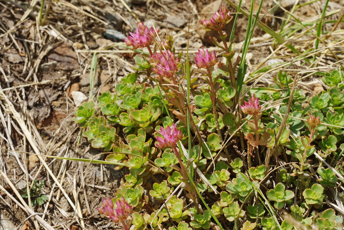 Изображение особи Sedum spurium.