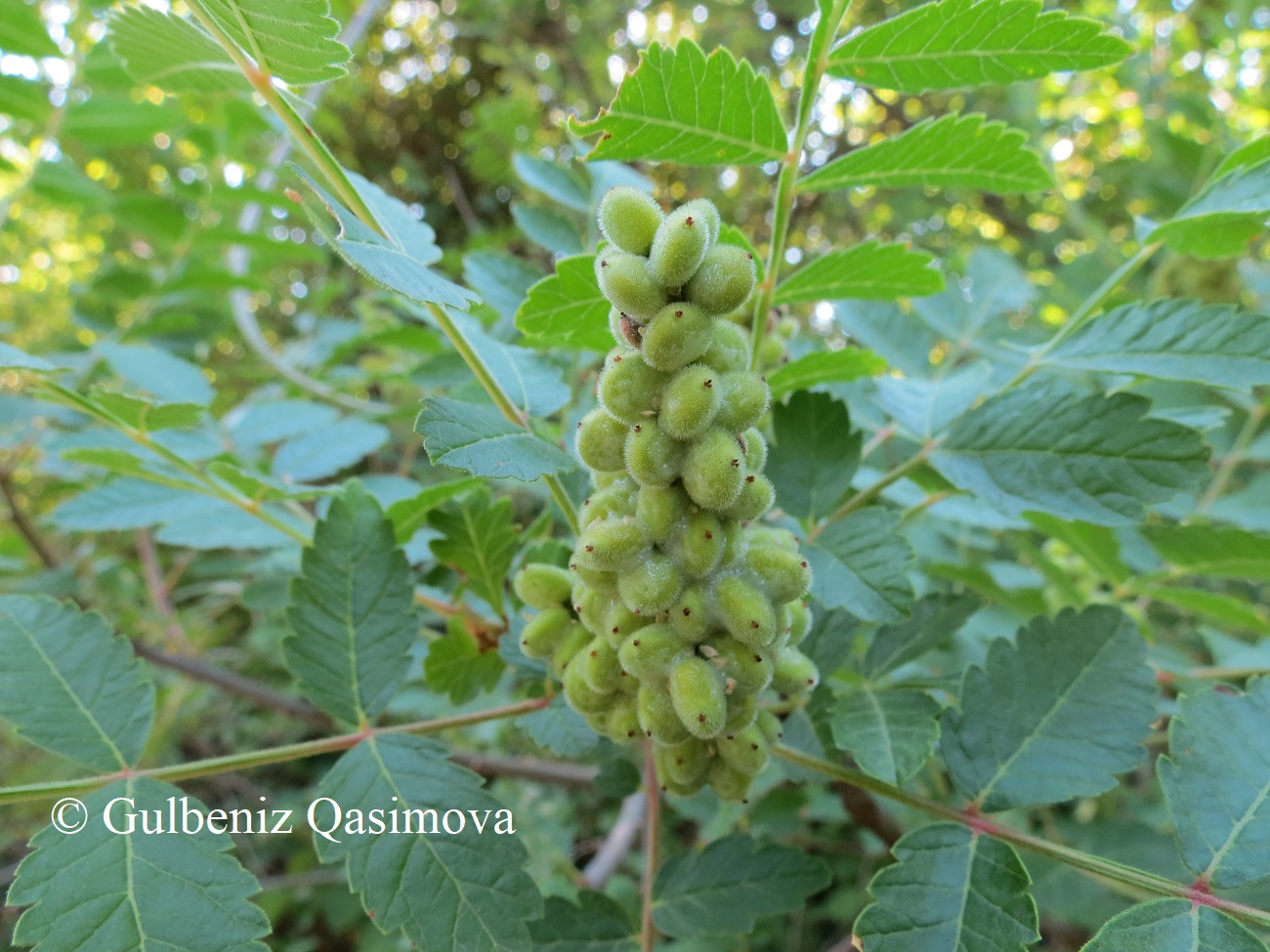 Image of Rhus coriaria specimen.