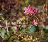 Lewisia cotyledon