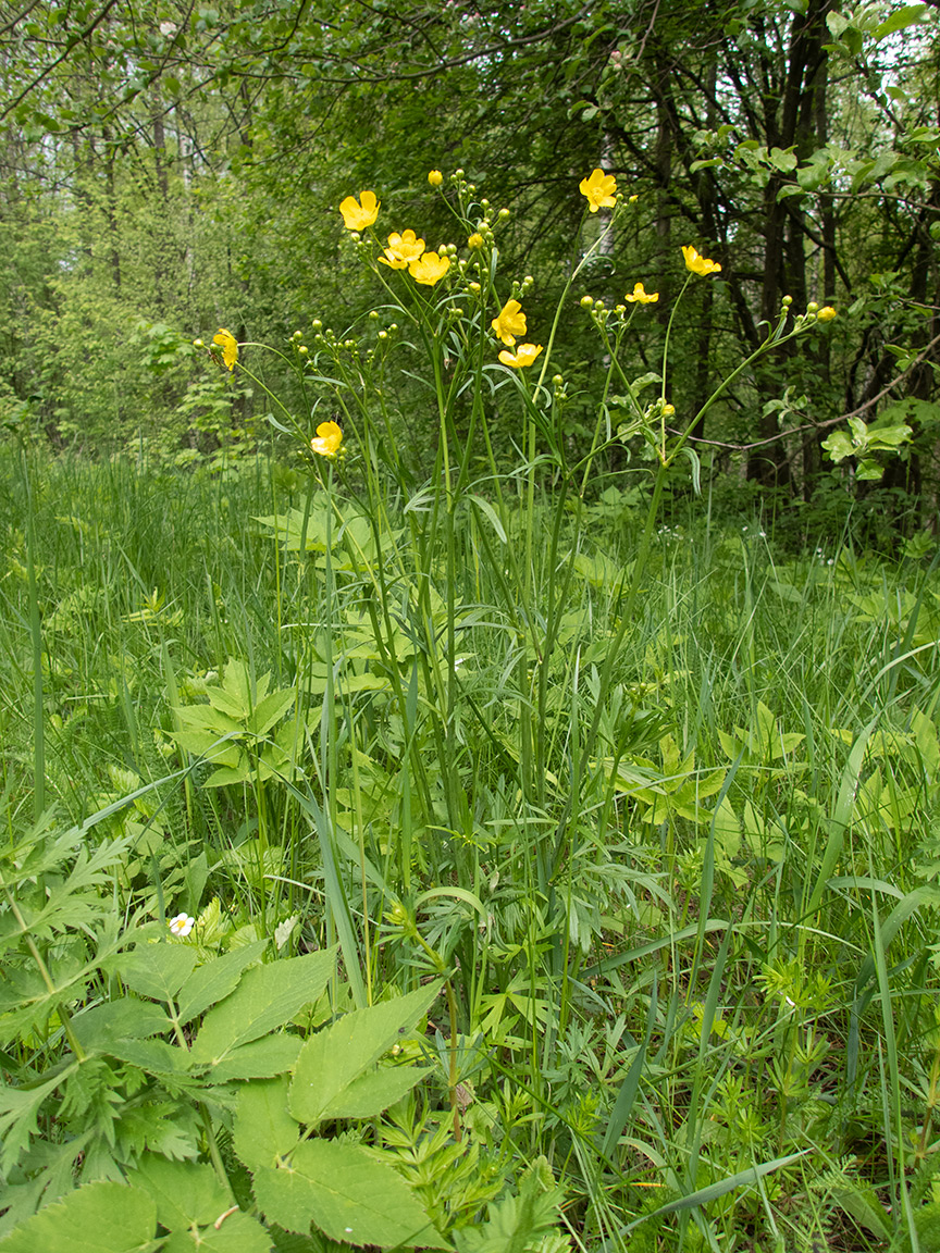 Image of Ranunculus acris specimen.