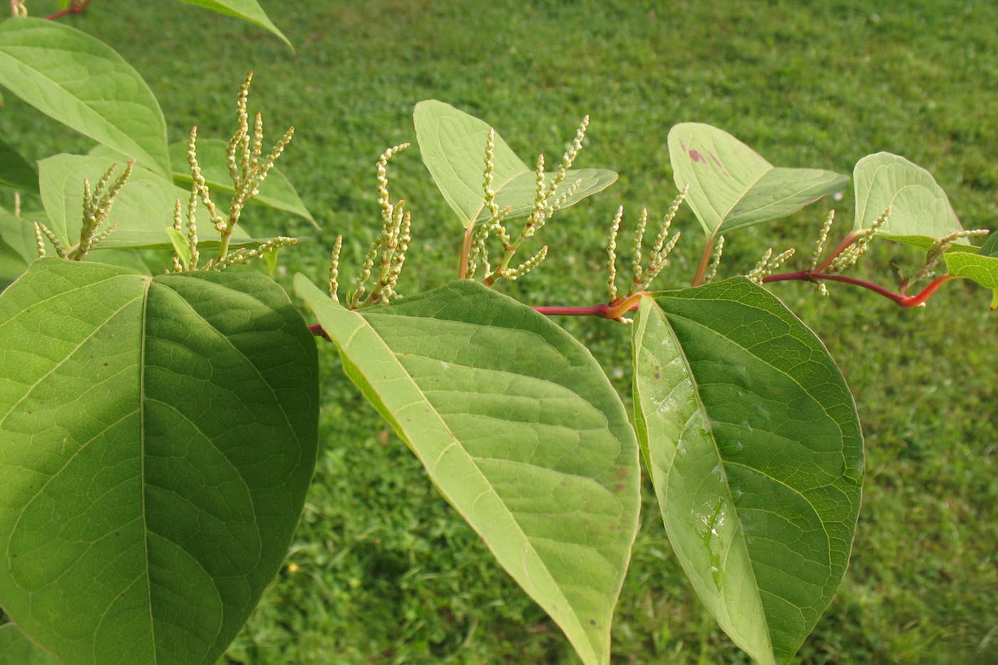 Image of Reynoutria japonica specimen.