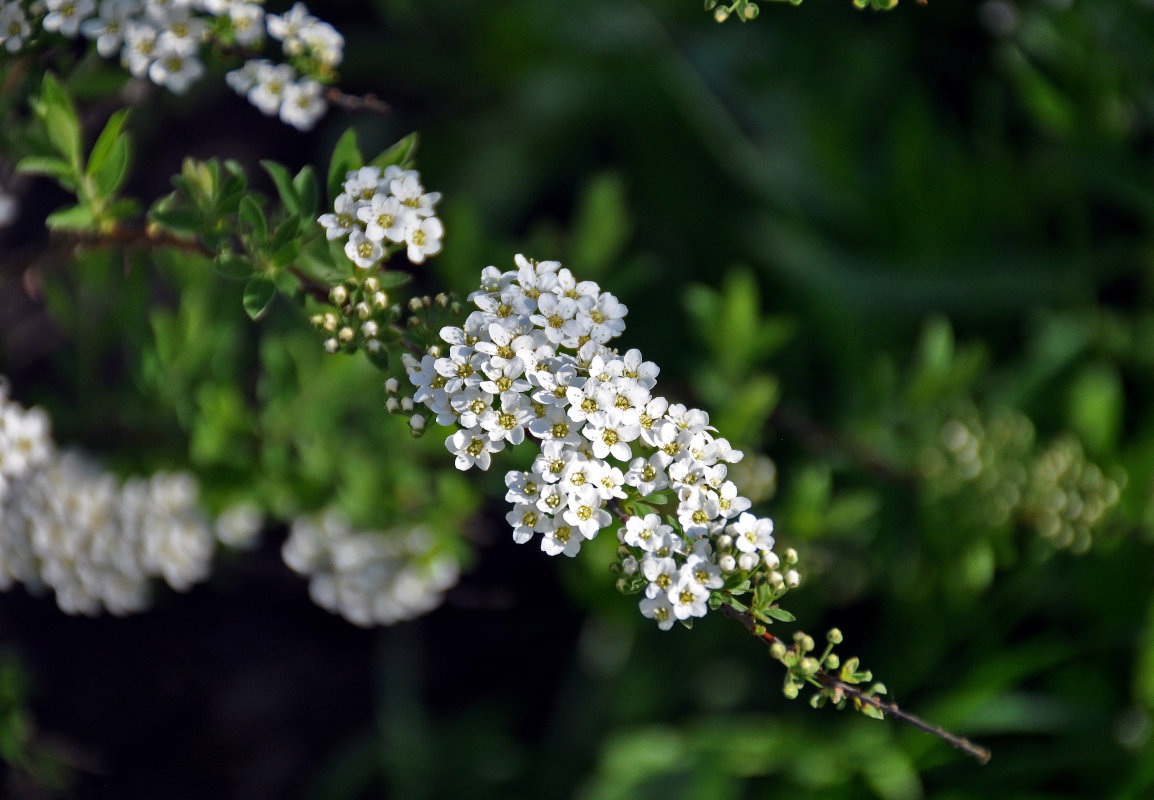 Изображение особи Spiraea &times; cinerea.