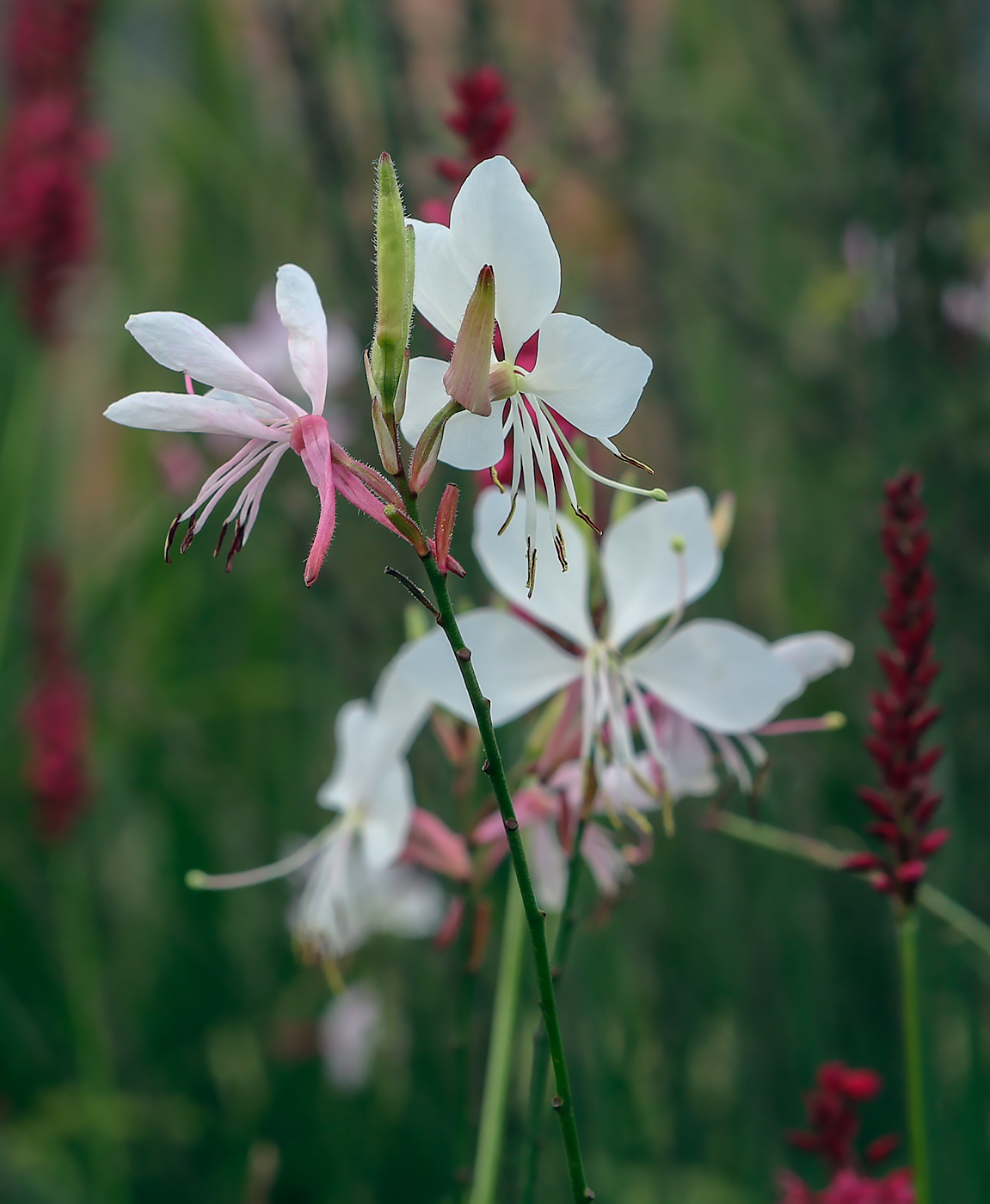 Image of Gaura lindheimeri specimen.