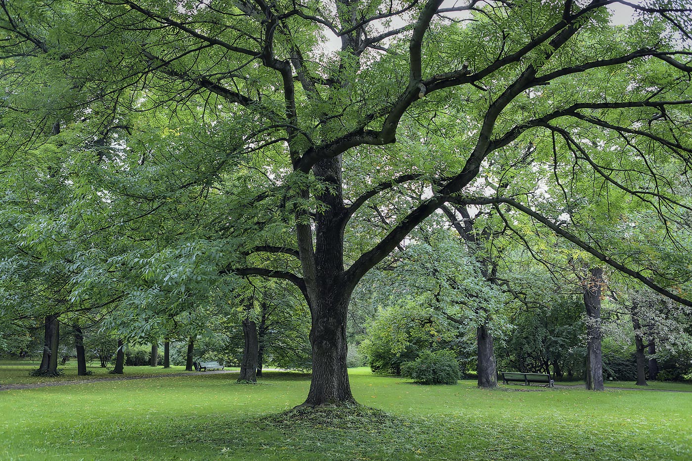 Image of Fraxinus excelsior specimen.