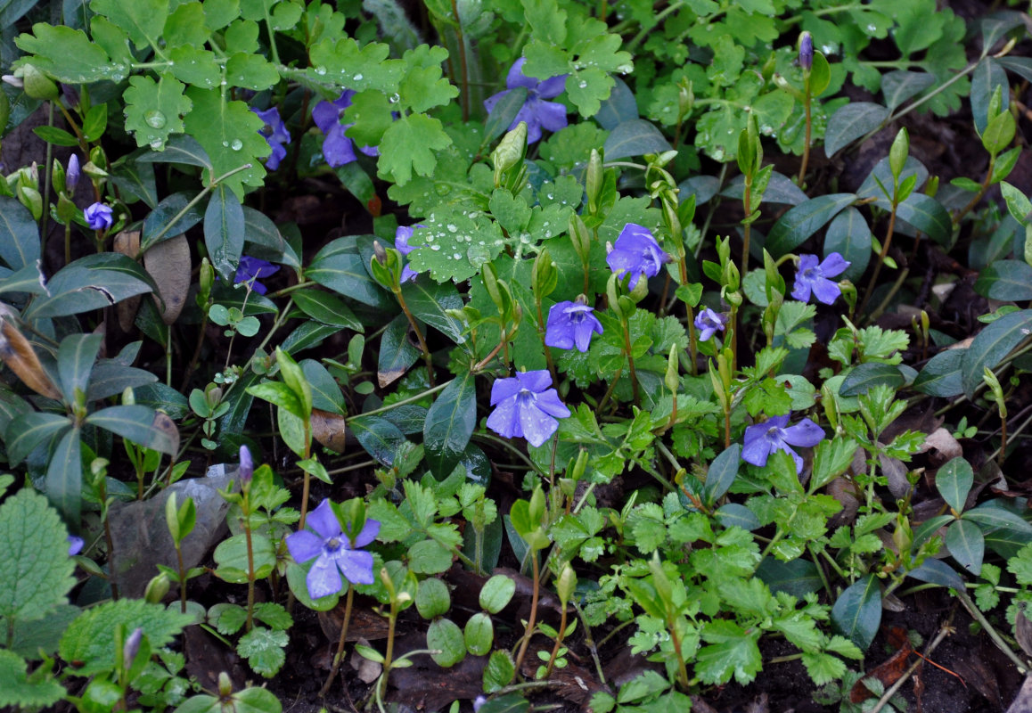 Image of Vinca minor specimen.