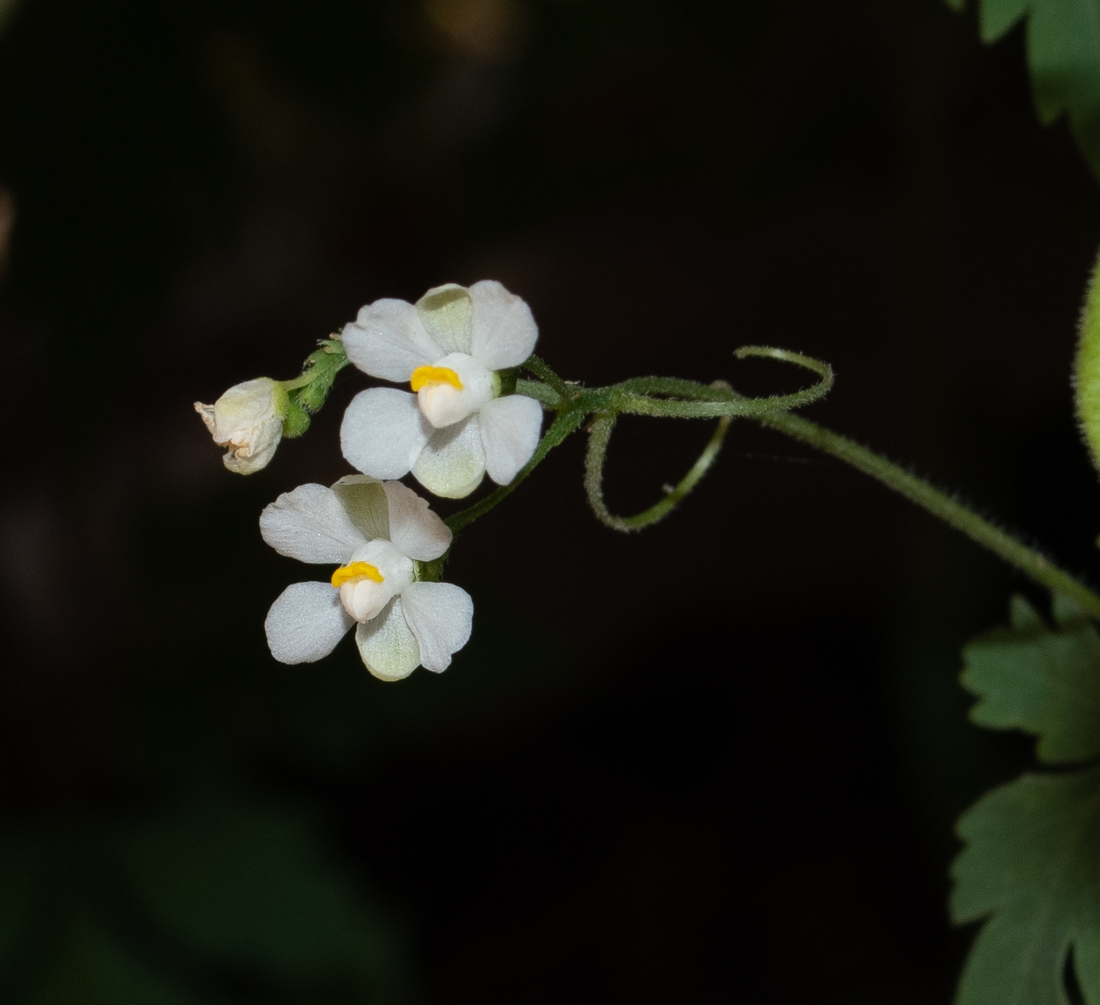 Изображение особи Cardiospermum halicacabum.