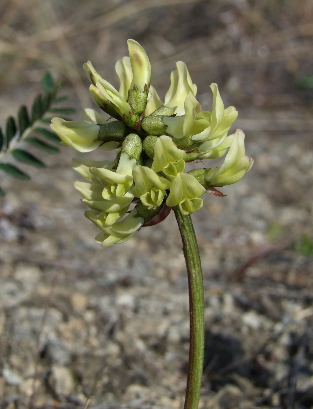 Изображение особи Astragalus schelichowii.