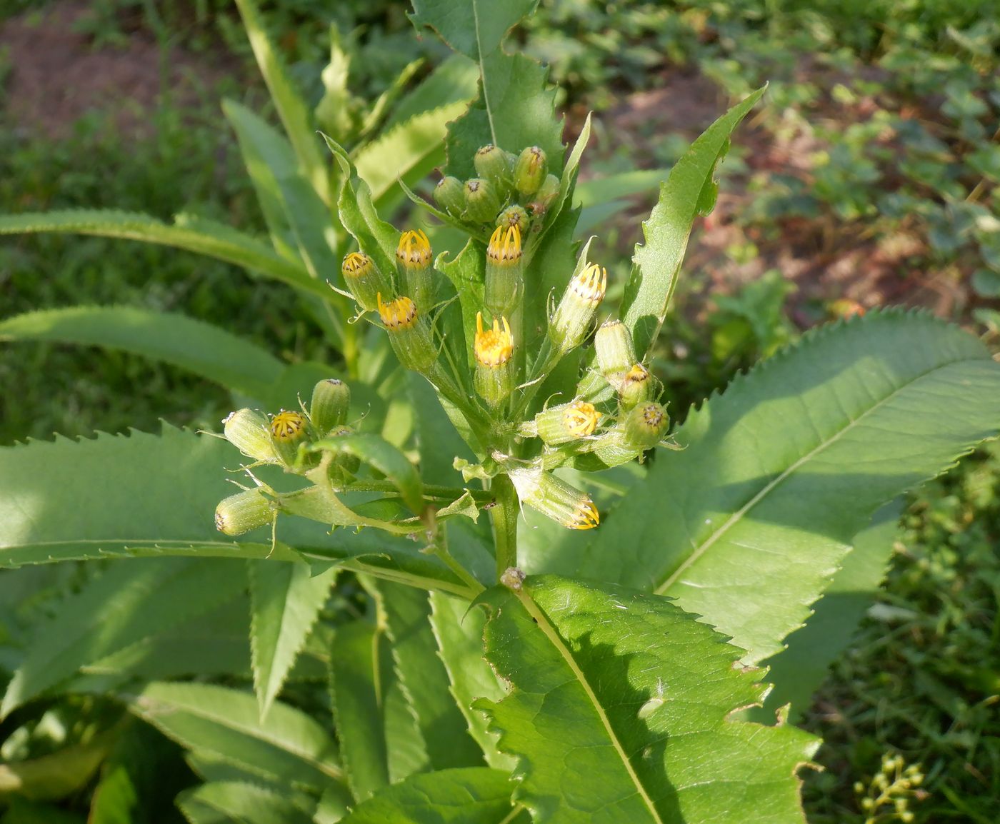 Изображение особи Senecio sarracenicus.