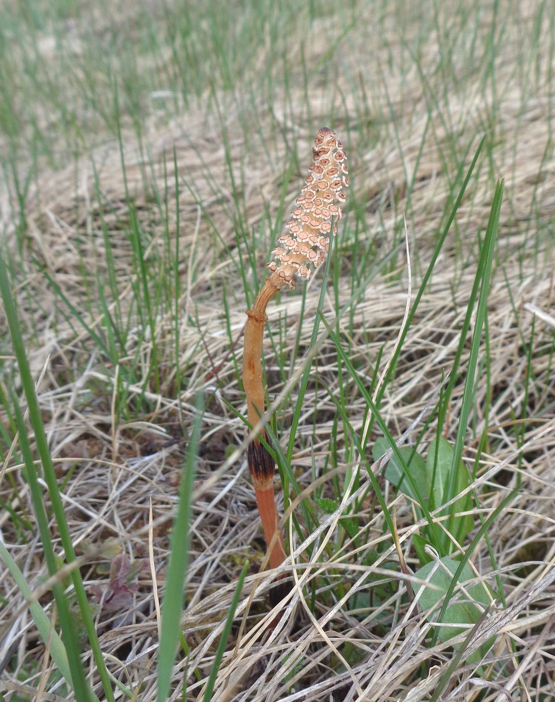 Изображение особи Equisetum arvense.