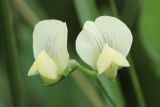 Lathyrus aphaca