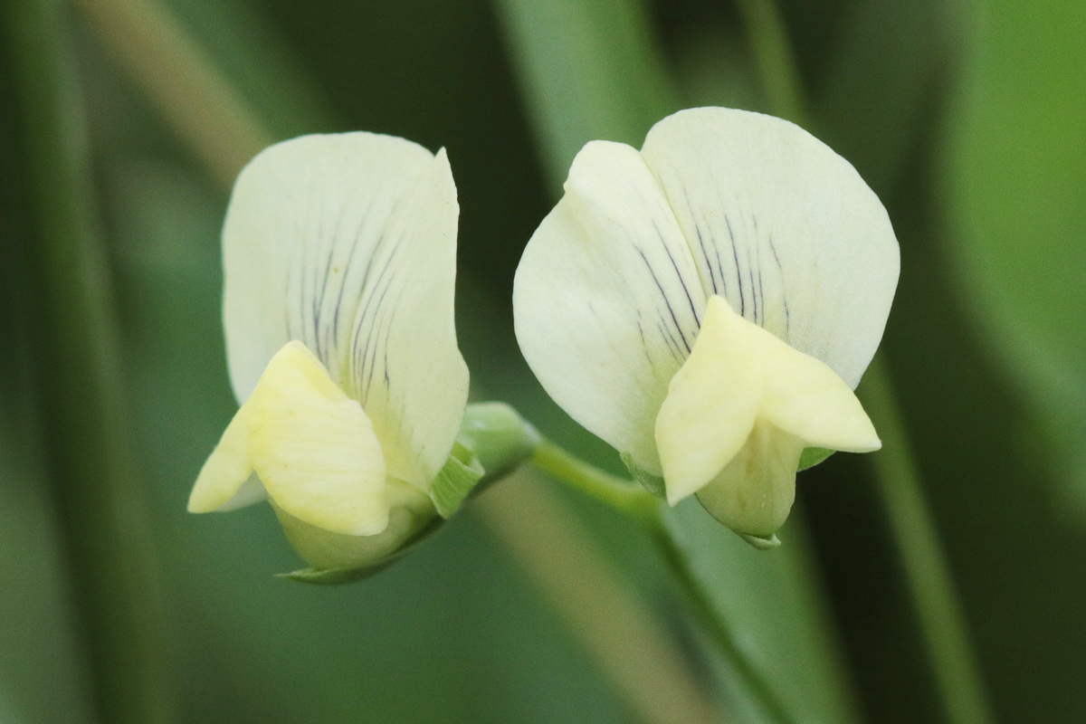 Изображение особи Lathyrus aphaca.