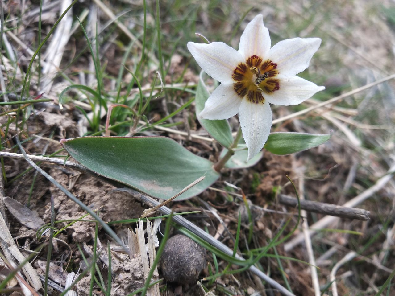 Изображение особи Fritillaria baisunensis.