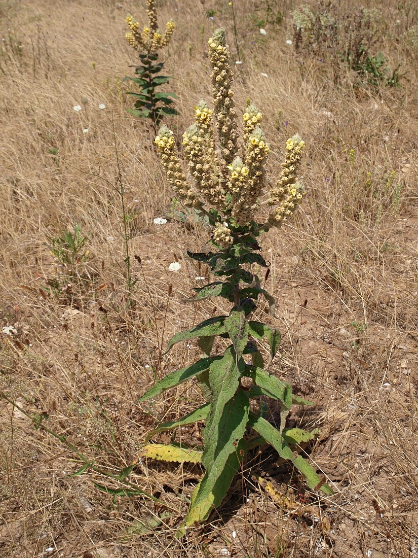 Изображение особи Verbascum ovalifolium.