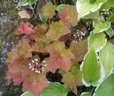 Heuchera micrantha
