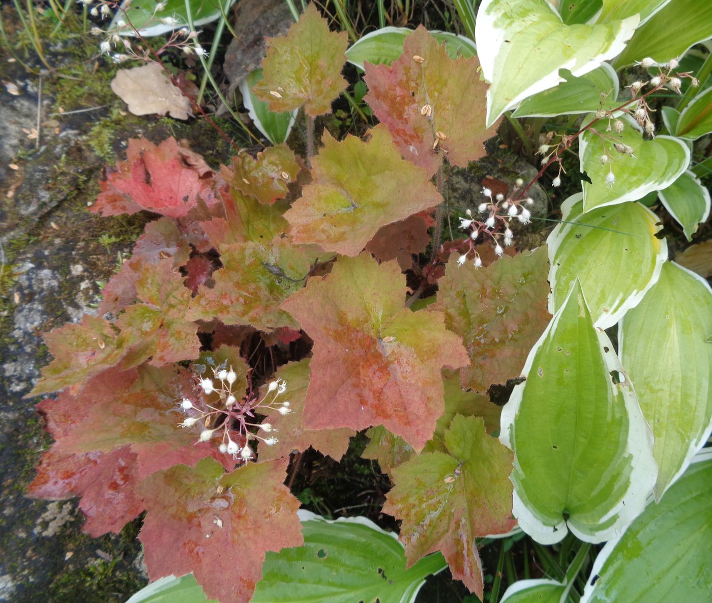 Image of Heuchera micrantha specimen.