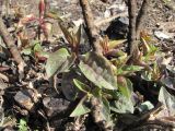 Syringa vulgaris