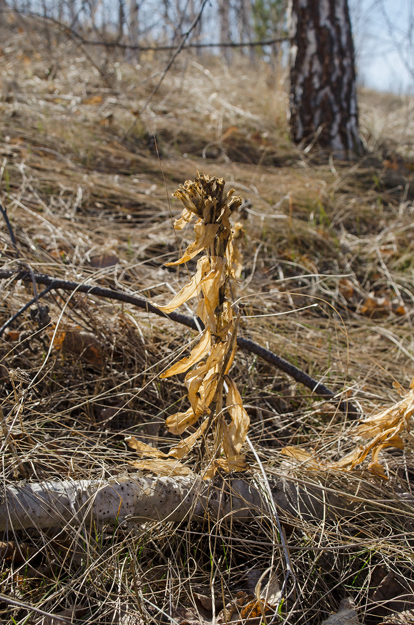 Image of Gentiana cruciata specimen.