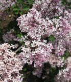 Syringa microphylla. Часть соцветия. Крым, Симферополь, ботсад университета. 13 мая 2010 г.