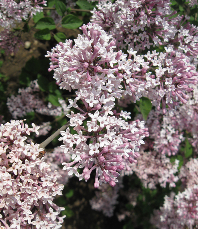 Image of Syringa microphylla specimen.