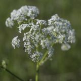 Anthriscus sylvestris