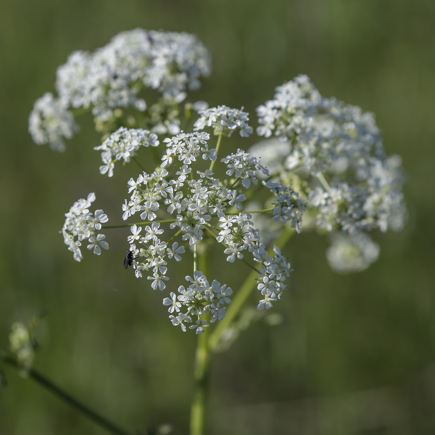 Изображение особи Anthriscus sylvestris.