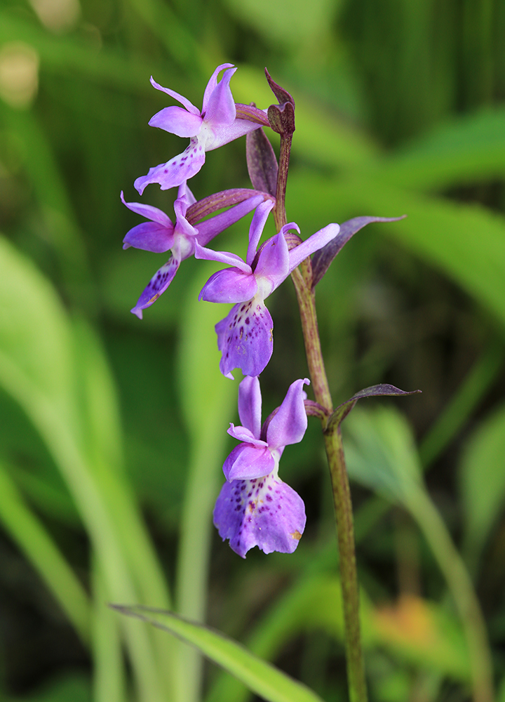 Изображение особи Ponerorchis chusua.