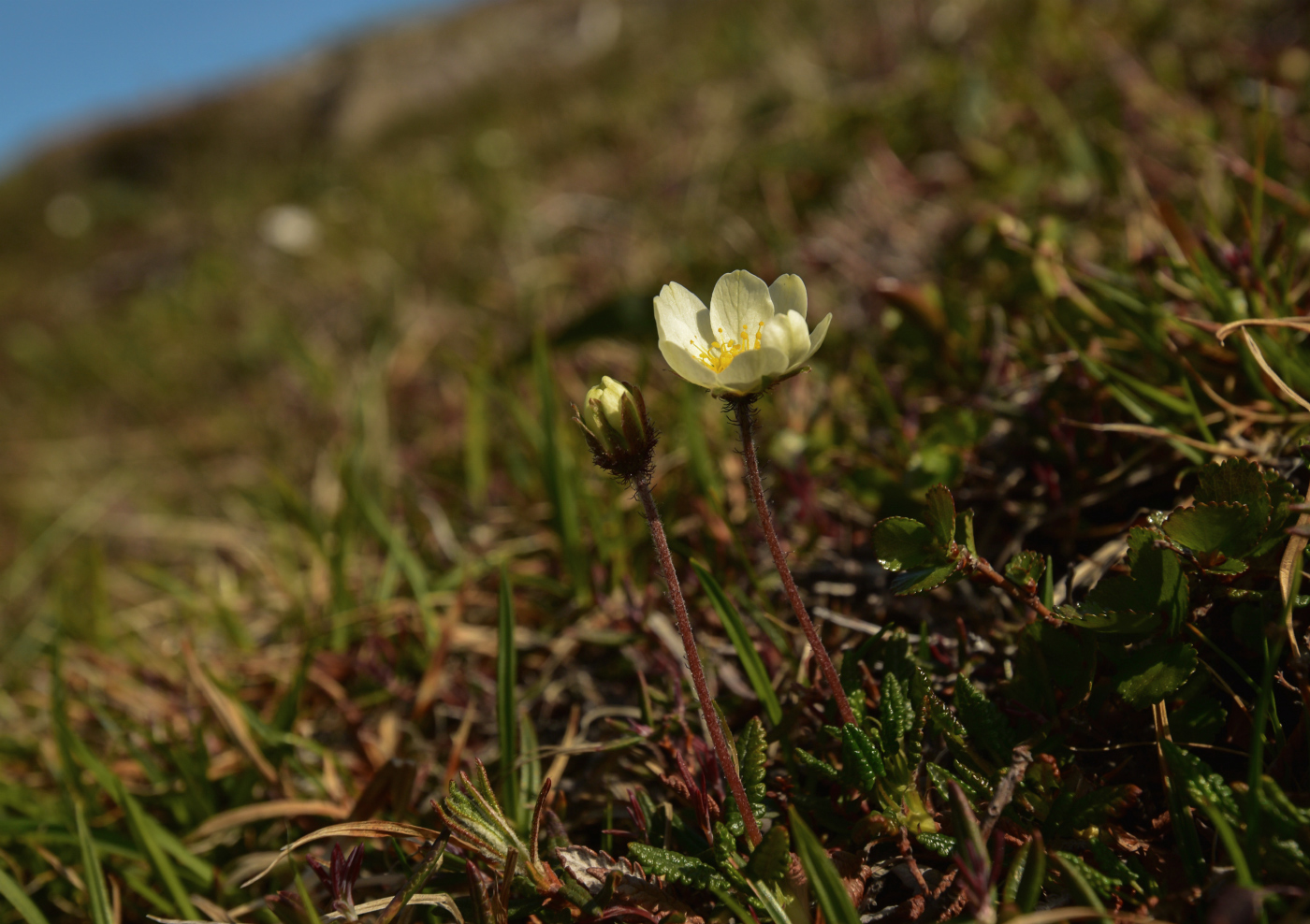 Изображение особи Dryas punctata.