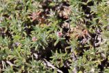 Polygonum pulvinatum. Побеги с листьями и цветками. Узбекистан, Навоийская обл., Центральный Кызылкум, останцовые горы Тамдытау, около 700 м н.у.м., среди солянково-полынной растительности. 15.05.2021.