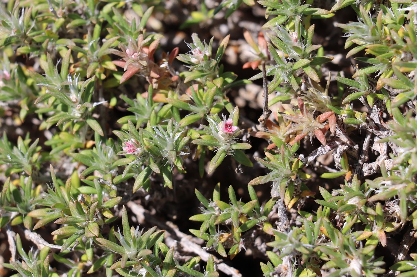 Изображение особи Polygonum pulvinatum.