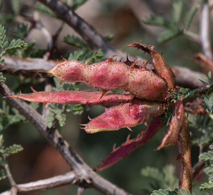 Изображение особи Mimosa aculeaticarpa.