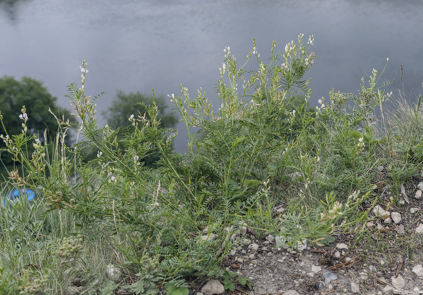 Image of Astragalus sulcatus specimen.