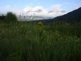Solidago cuprea