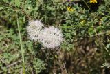 genus Allium. Соцветия. Республика Алтай, Усть-Коксинский р-н, левый берег р. Катунь, окр. руч. Тургунда, луг на каменистом склоне. 31.07.2020.
