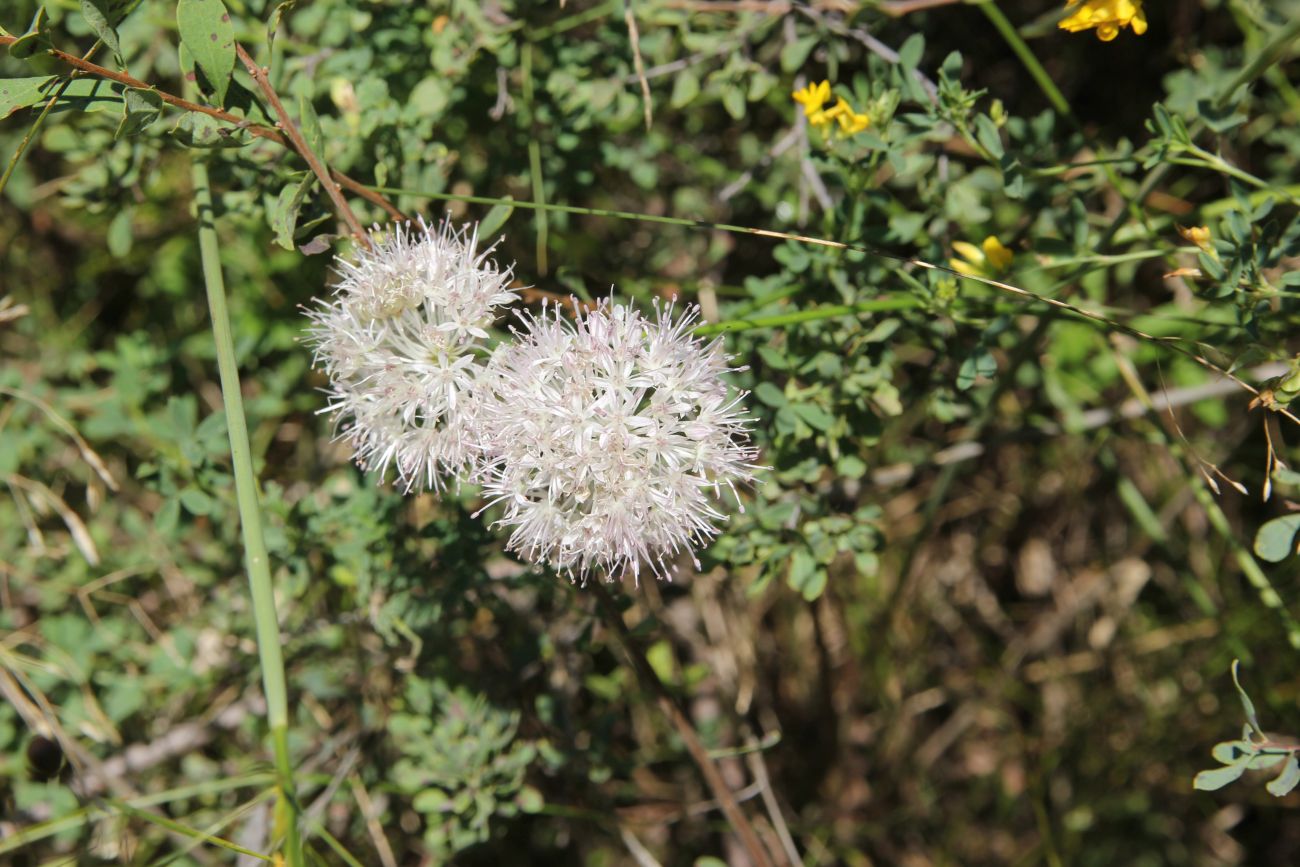 Image of genus Allium specimen.