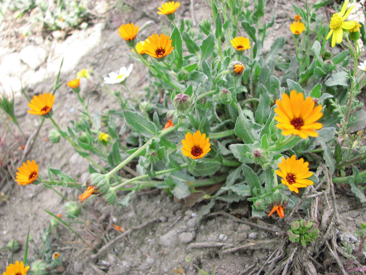 Image of Calendula persica specimen.