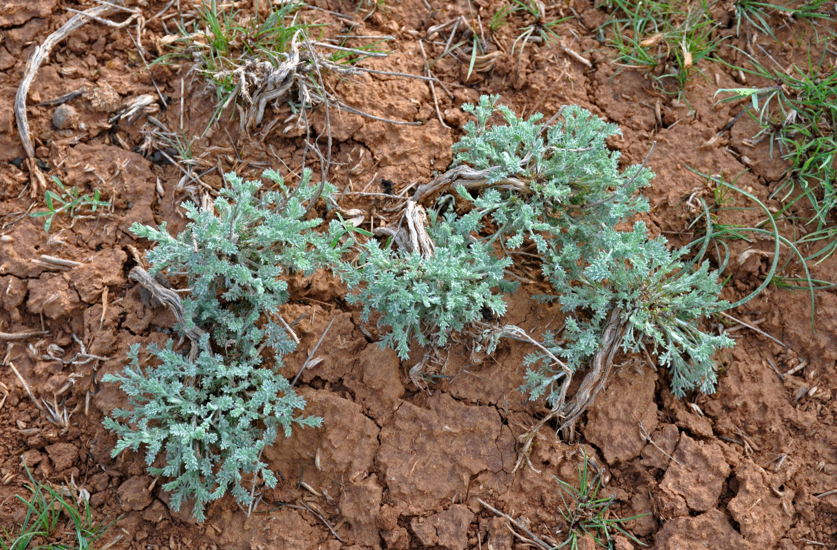 Image of genus Artemisia specimen.