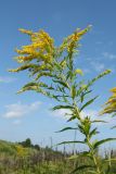 Solidago canadensis. Верхушка цветущего растения. Псковская обл., Псковский р-н, окр. дер. Филатова Гора; дол. р. Великая, высокий пойменный злаково-разнотравный луг. 29.07.2021.