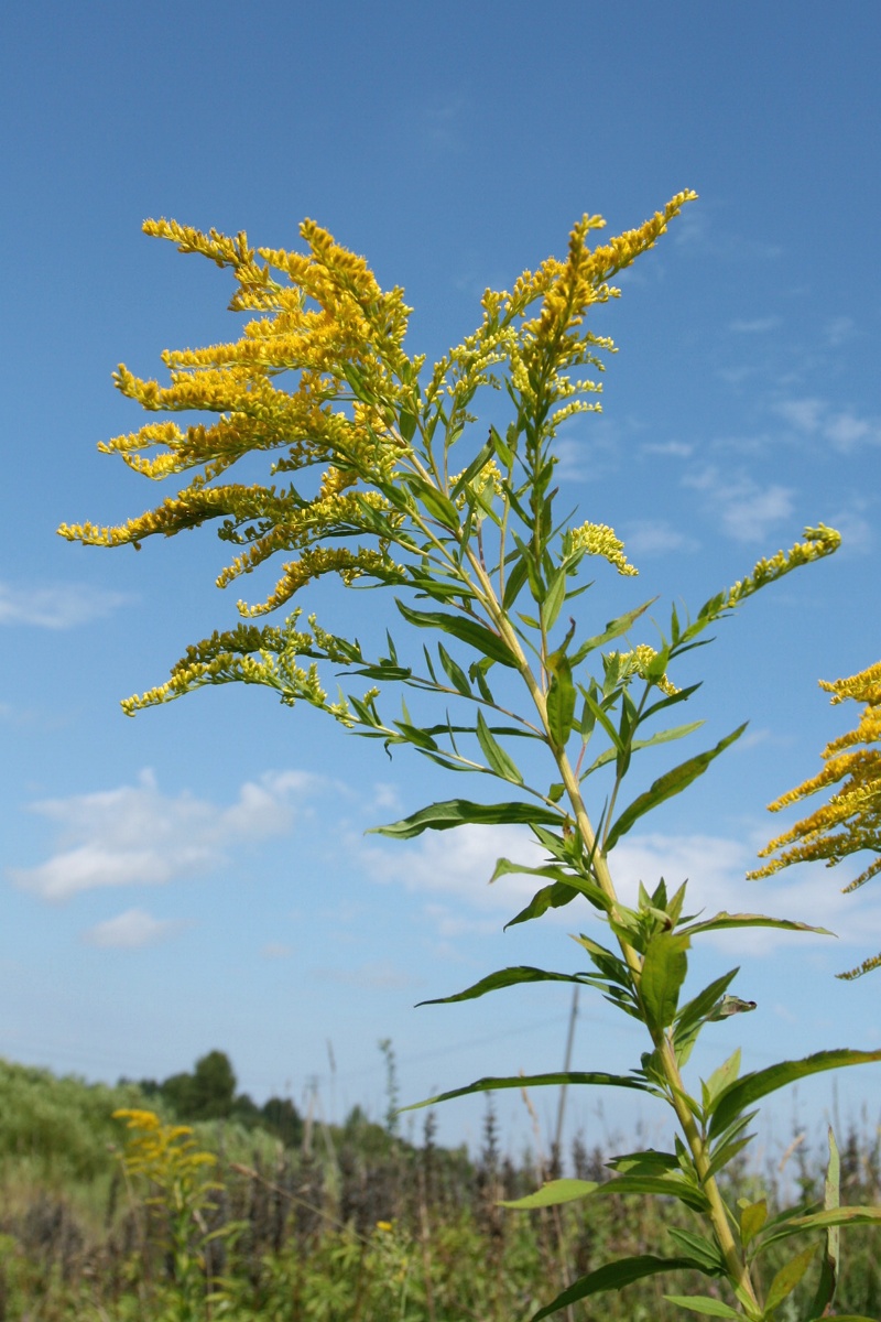 Image of Solidago canadensis specimen.