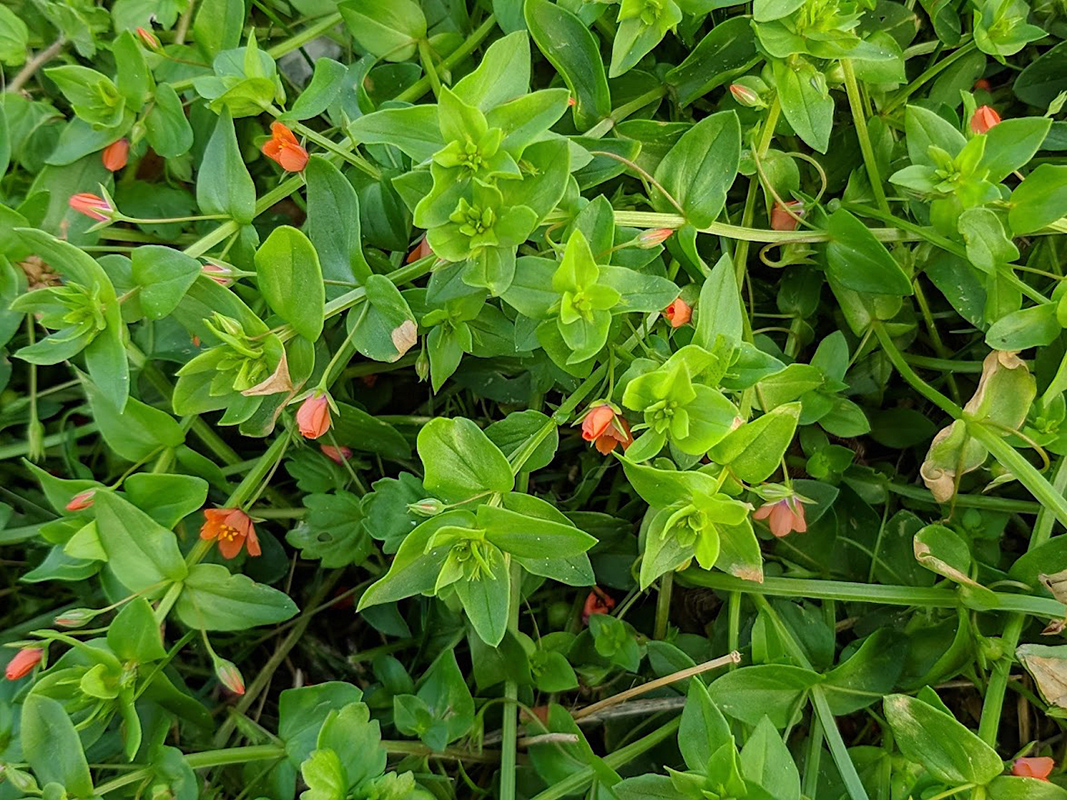 Image of Anagallis arvensis specimen.