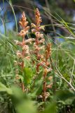 Orobanche alba. Цветущие растения среди побегов Salvia. Ростовская обл., Мясниковский р-н, Чулекская балка, степной склон. 12.06.2021.