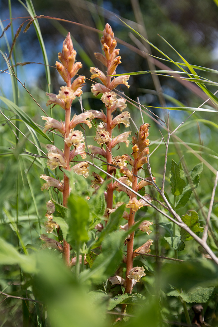 Image of Orobanche alba specimen.