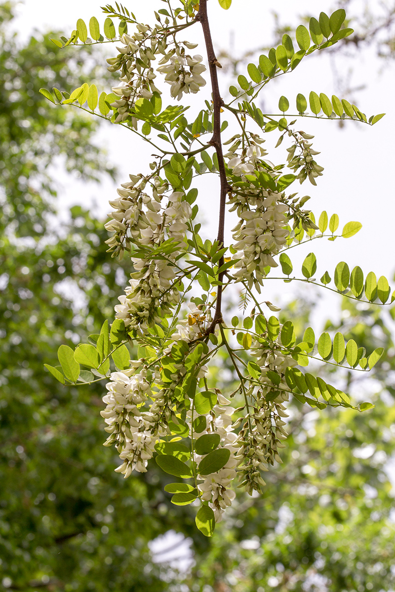 Image of Robinia pseudoacacia specimen.