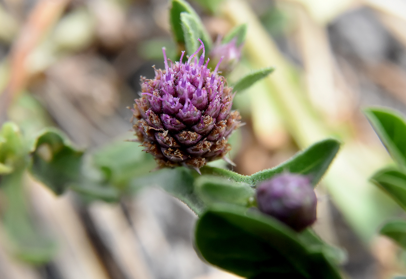 Изображение особи Sphaeranthus strobilifer.