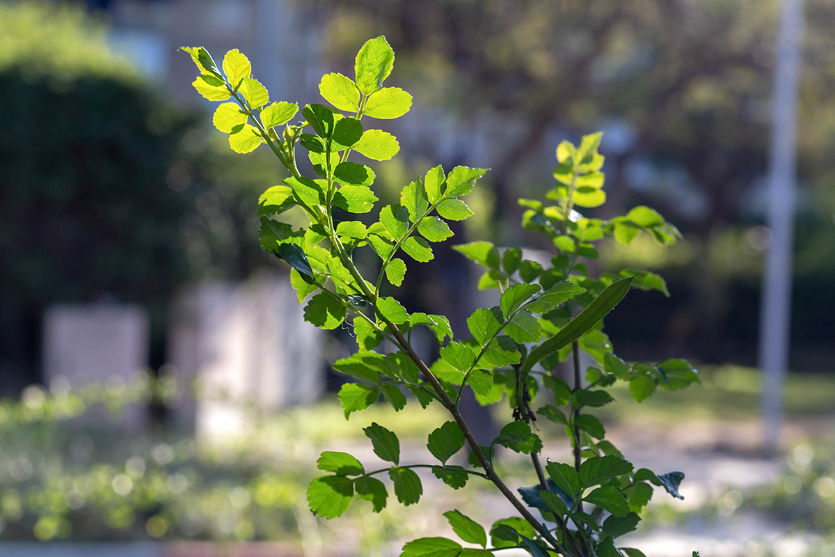 Изображение особи Tecomaria capensis.