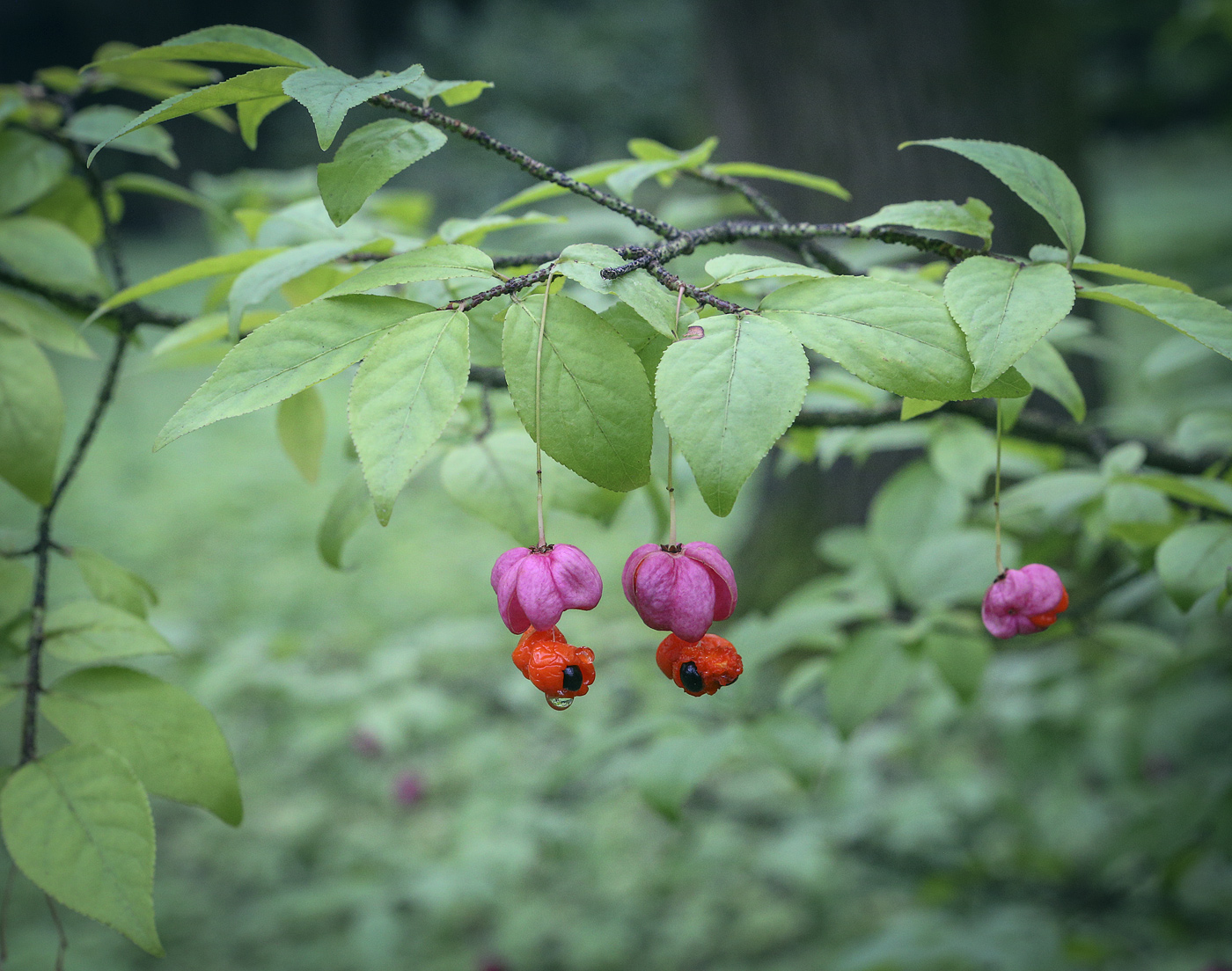 Изображение особи Euonymus verrucosus.