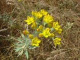 Haplophyllum pedicellatum