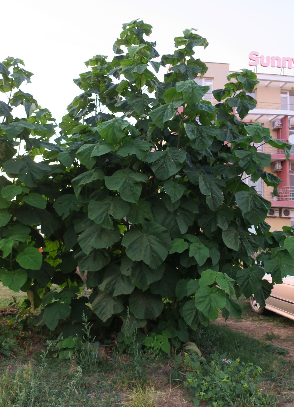 Image of Paulownia tomentosa specimen.