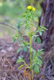 Ononis viscosa подвид sicula. Цветущее растение. Израиль, лес Бен-Шемен. 09.04.2022.