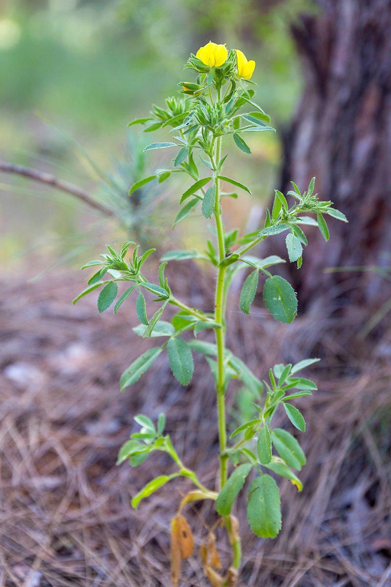 Image of Ononis viscosa ssp. sicula specimen.